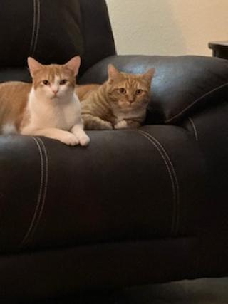 662181c1aa3ca Tom and Lulu small
