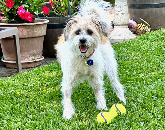Bailey2.jpeg