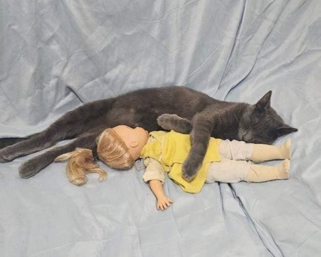 BendertheCat