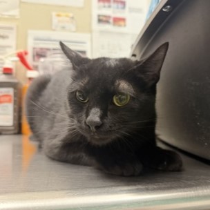 Sabrina